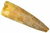 Bargain, Fossil Spinosaurus Tooth - Real Dinosaur Tooth #368163-1